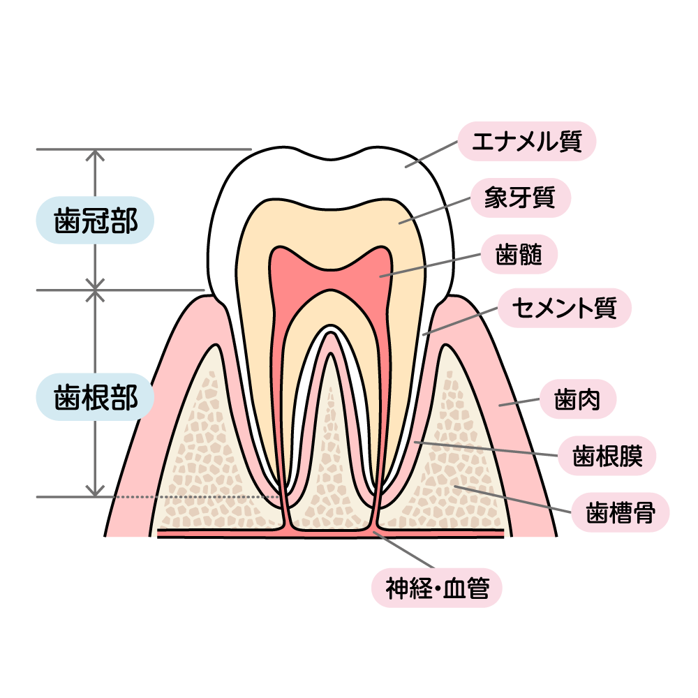 歯のイラスト